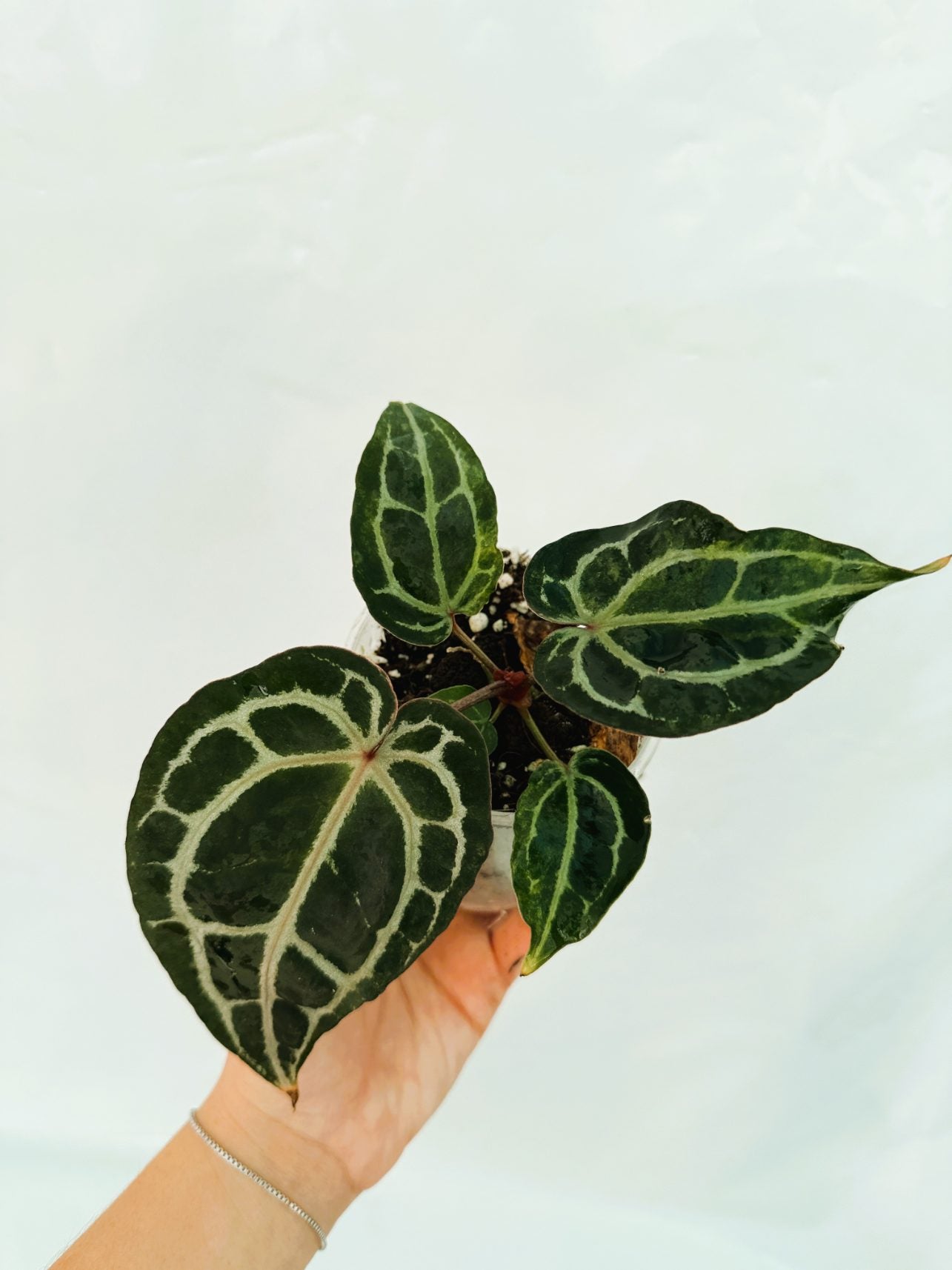 Anthurium_Red_Crystallinum25-10-28-2