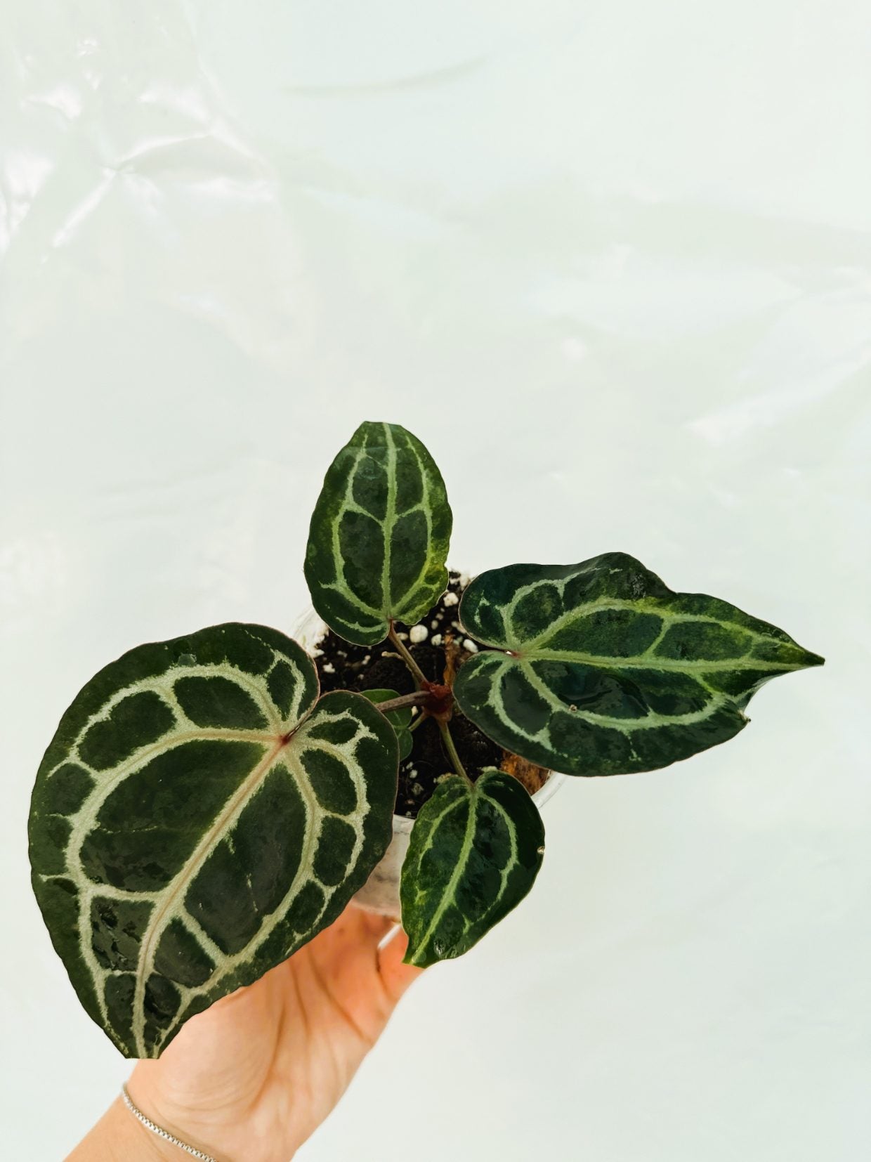 Anthurium_Red_Crystallinum25-10-28-2