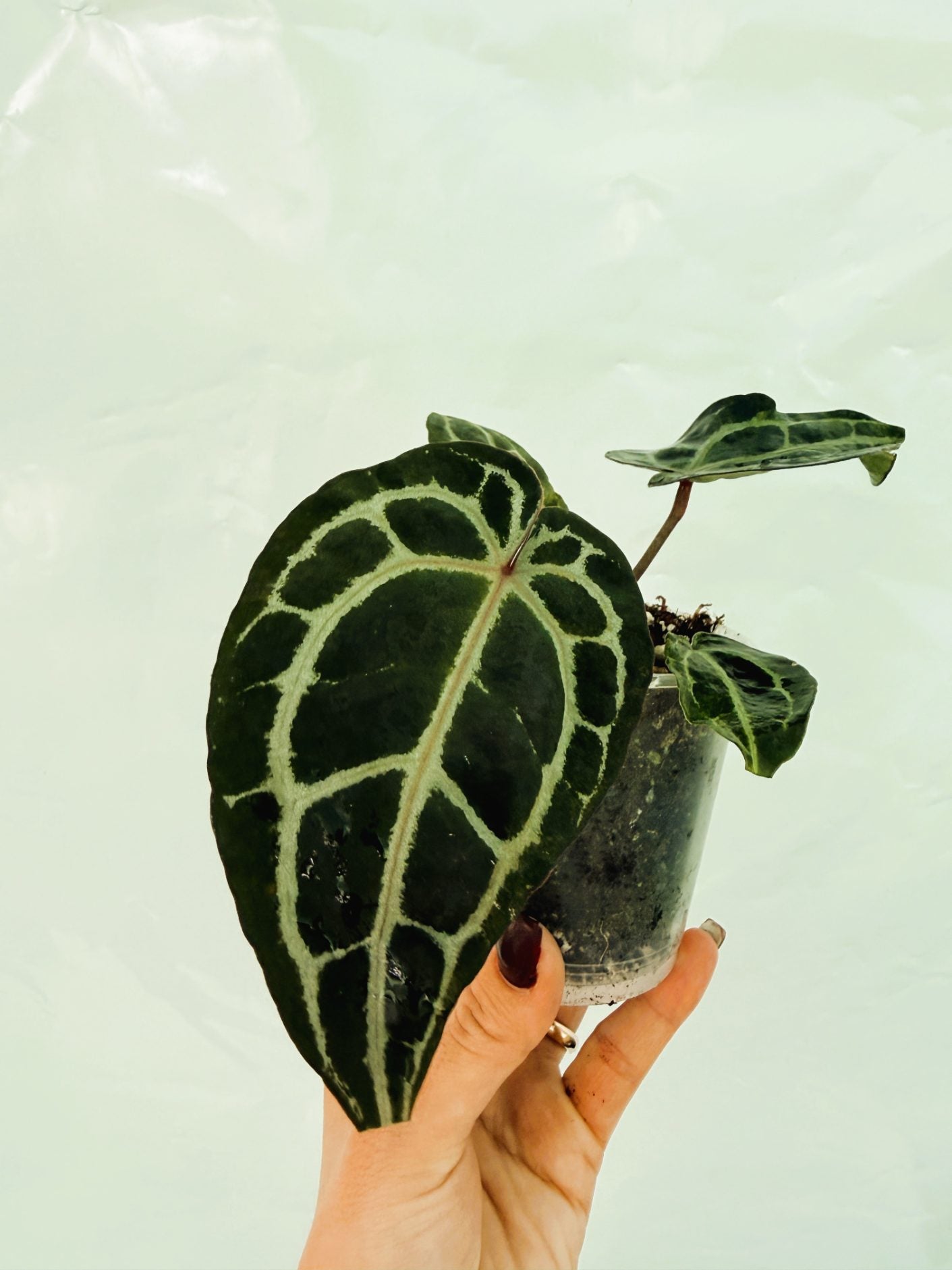 Anthurium_Red_Crystallinum25-10-28-2