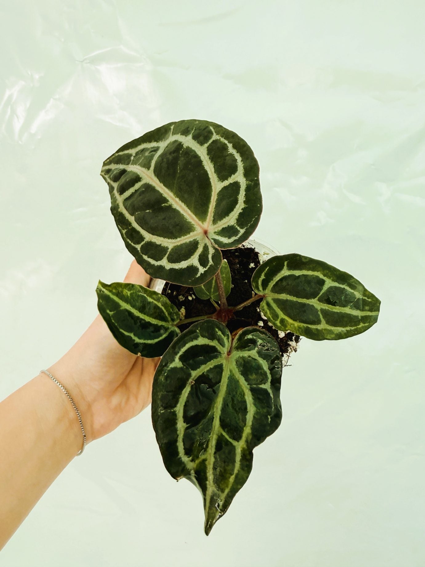 Anthurium_Red_Crystallinum25-10-28-2