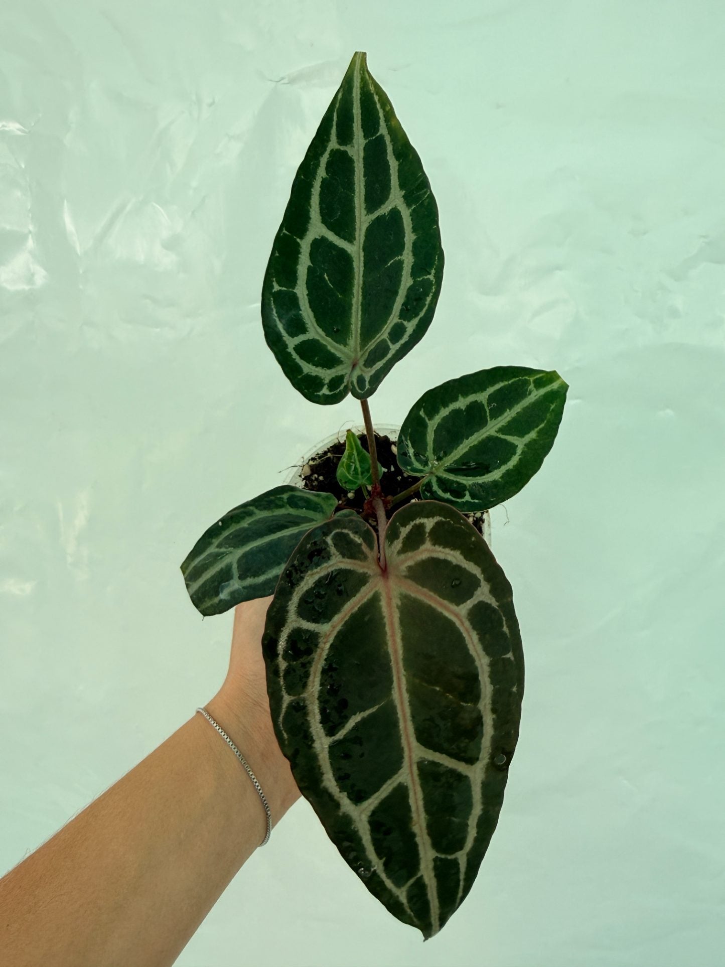 Anthurium_Red_Crystallinum25-10-28-3