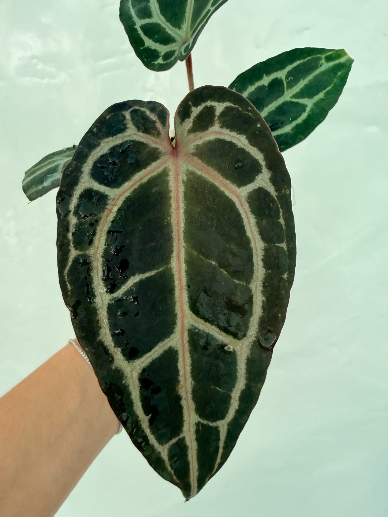 Anthurium_Red_Crystallinum25-10-28-3