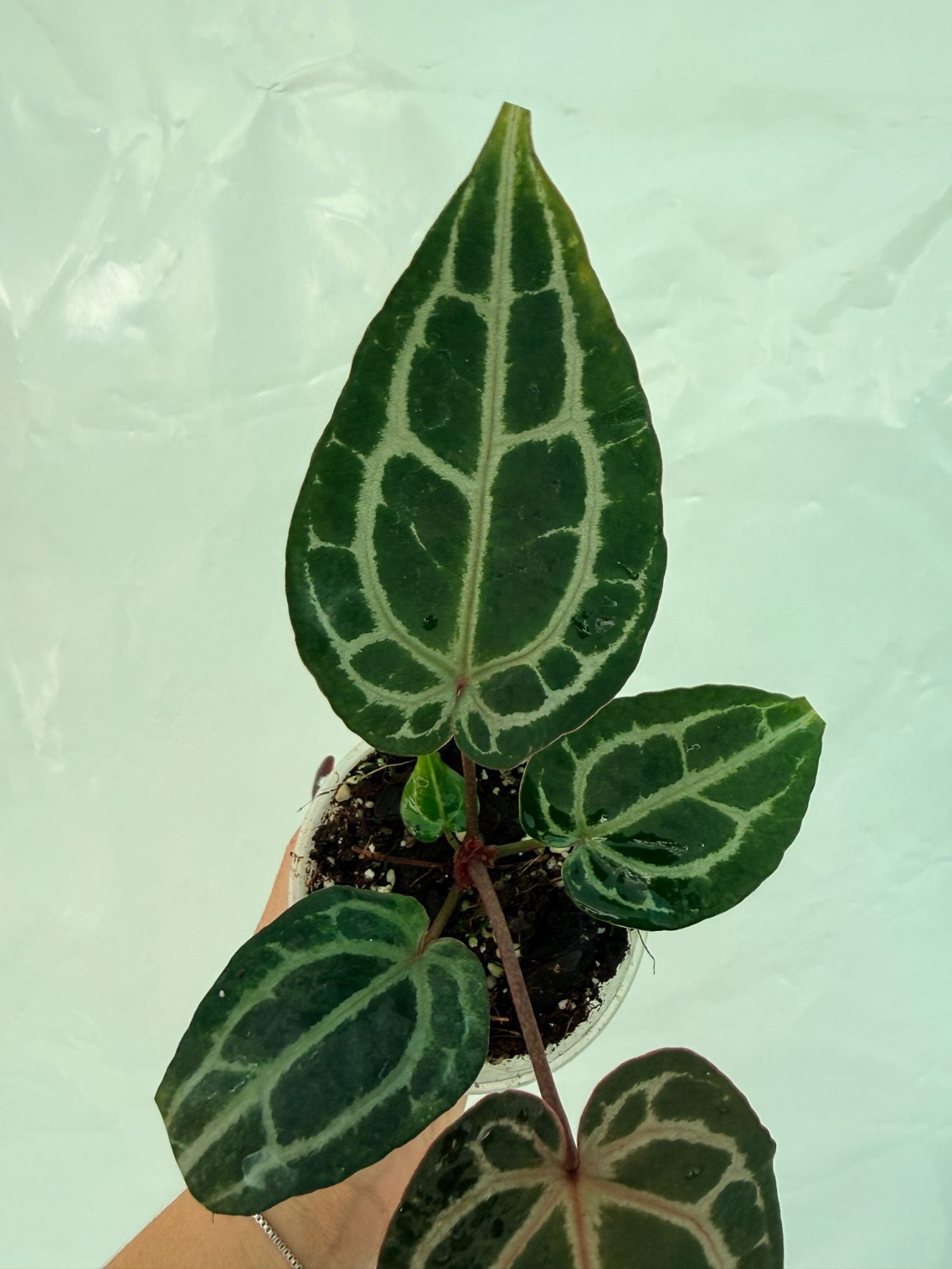 Anthurium_Red_Crystallinum25-10-28-3