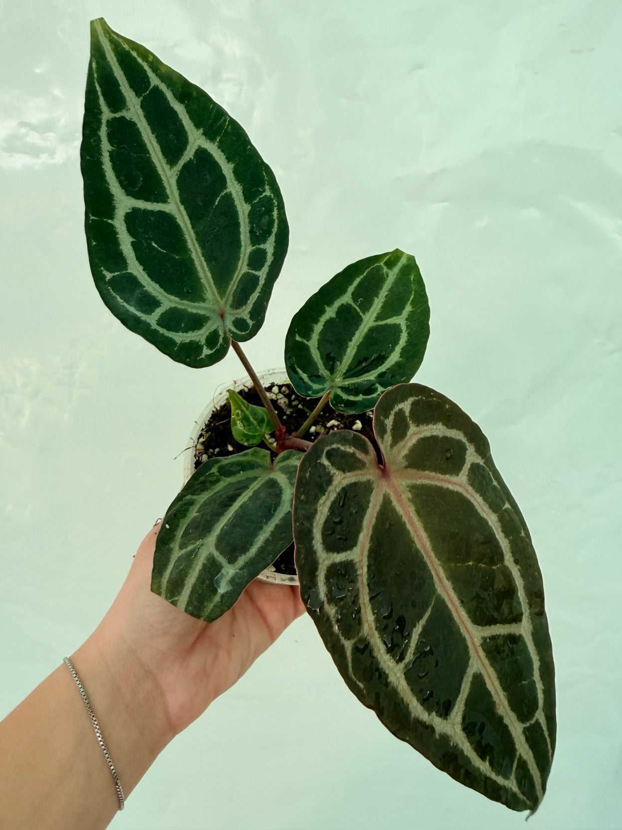 Anthurium_Red_Crystallinum25-10-28-3