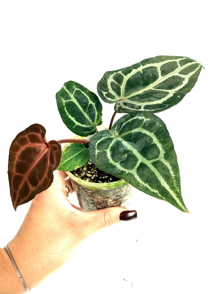 Anthurium_Red_Crystallinum