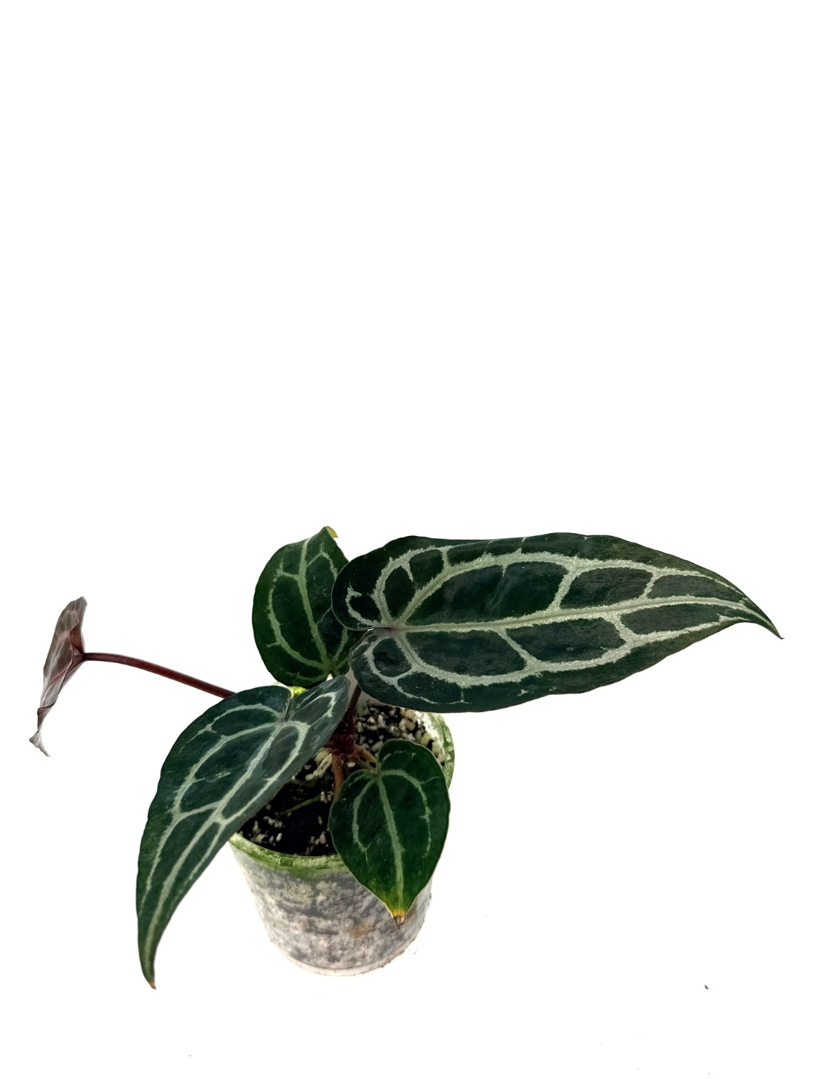 Anthurium_Red_Crystallinum