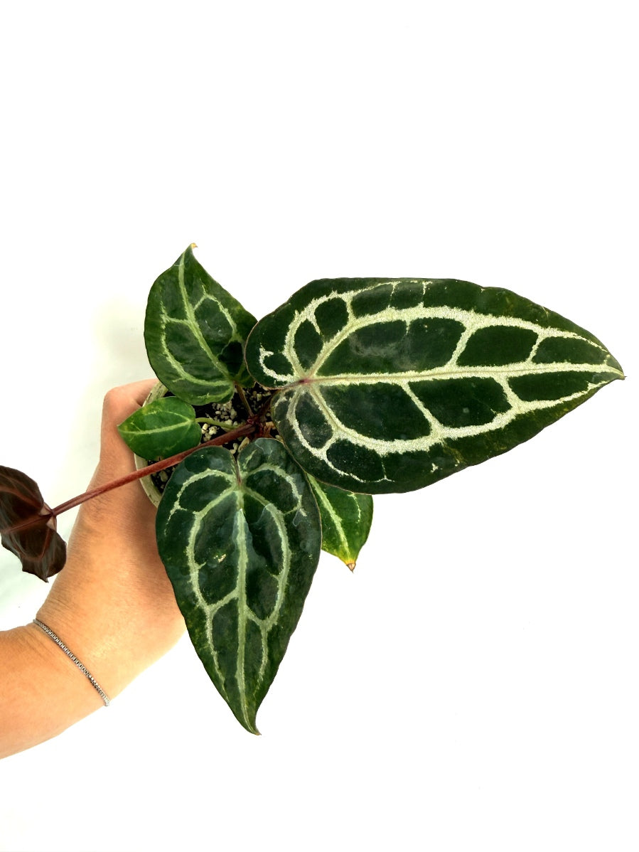 Anthurium_Red_Crystallinum