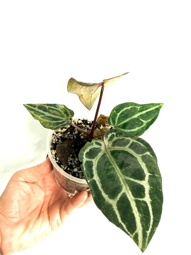 Anthurium_Red_Crystallinum