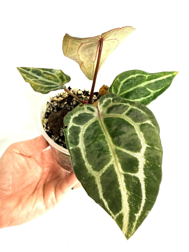 Anthurium_Red_Crystallinum