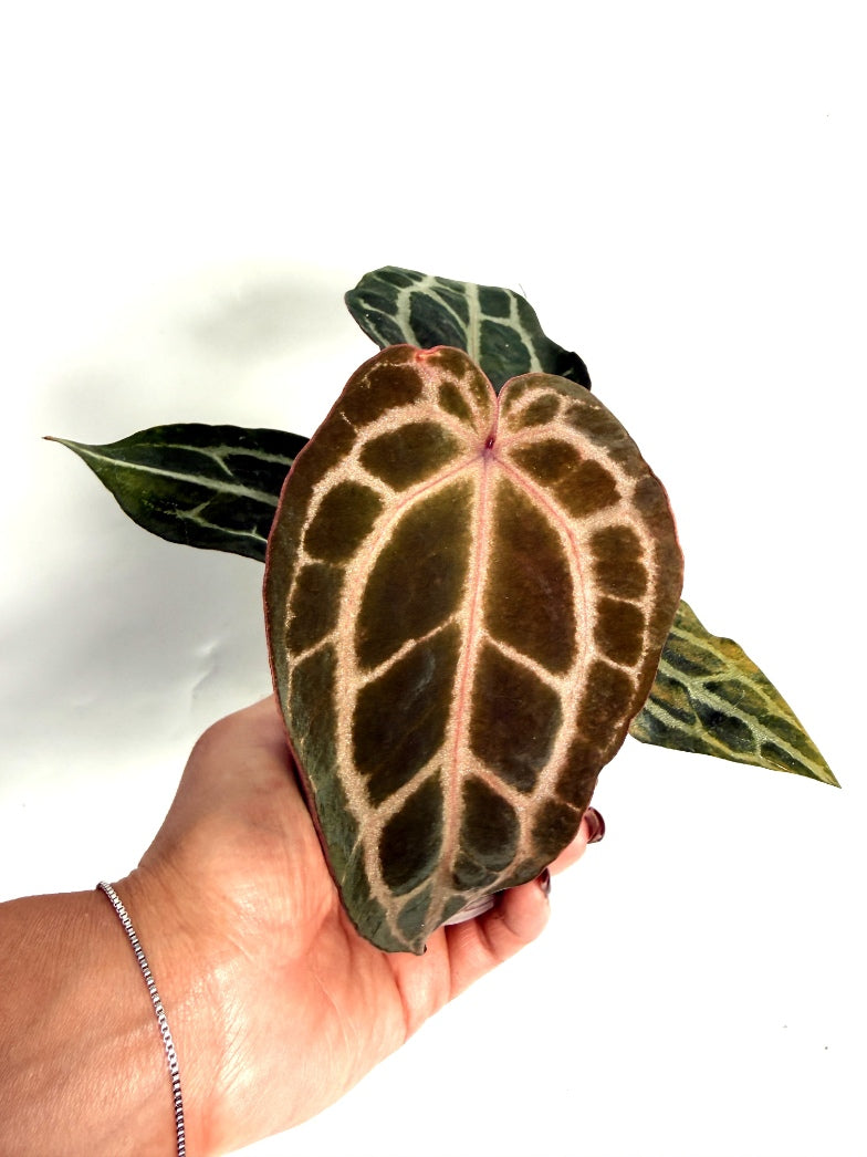 Anthurium_Red_Crystallinum