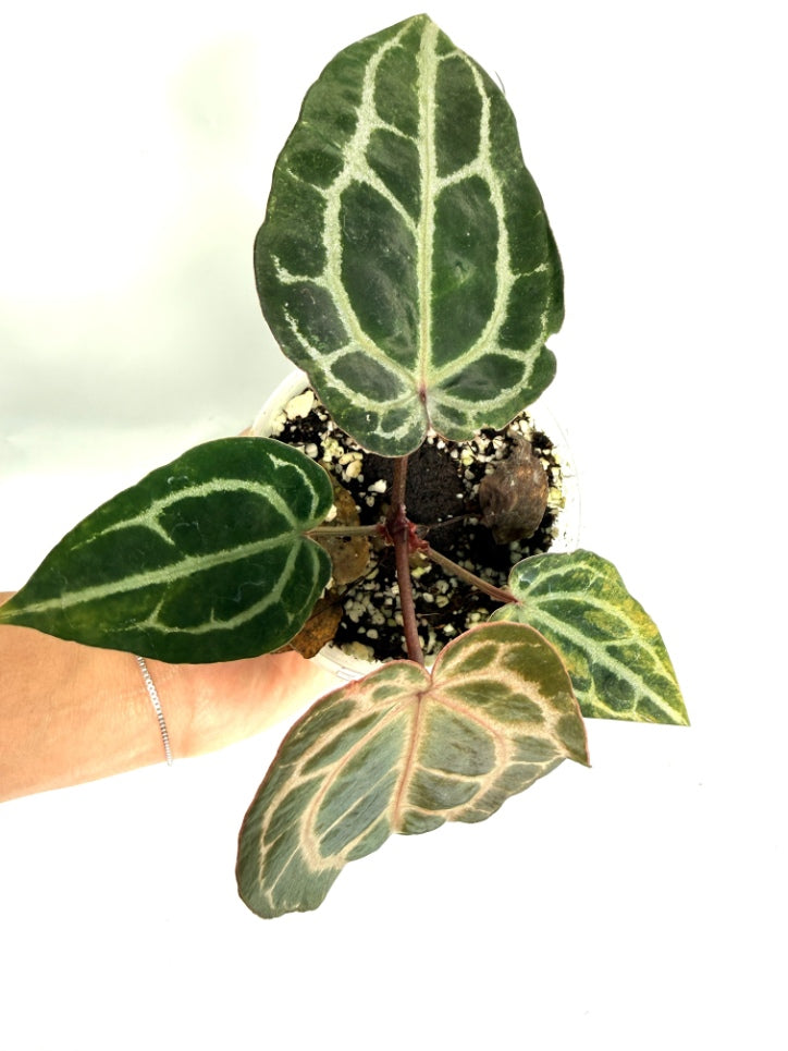 Anthurium_Red_Crystallinum