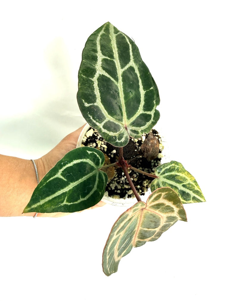 Anthurium_Red_Crystallinum