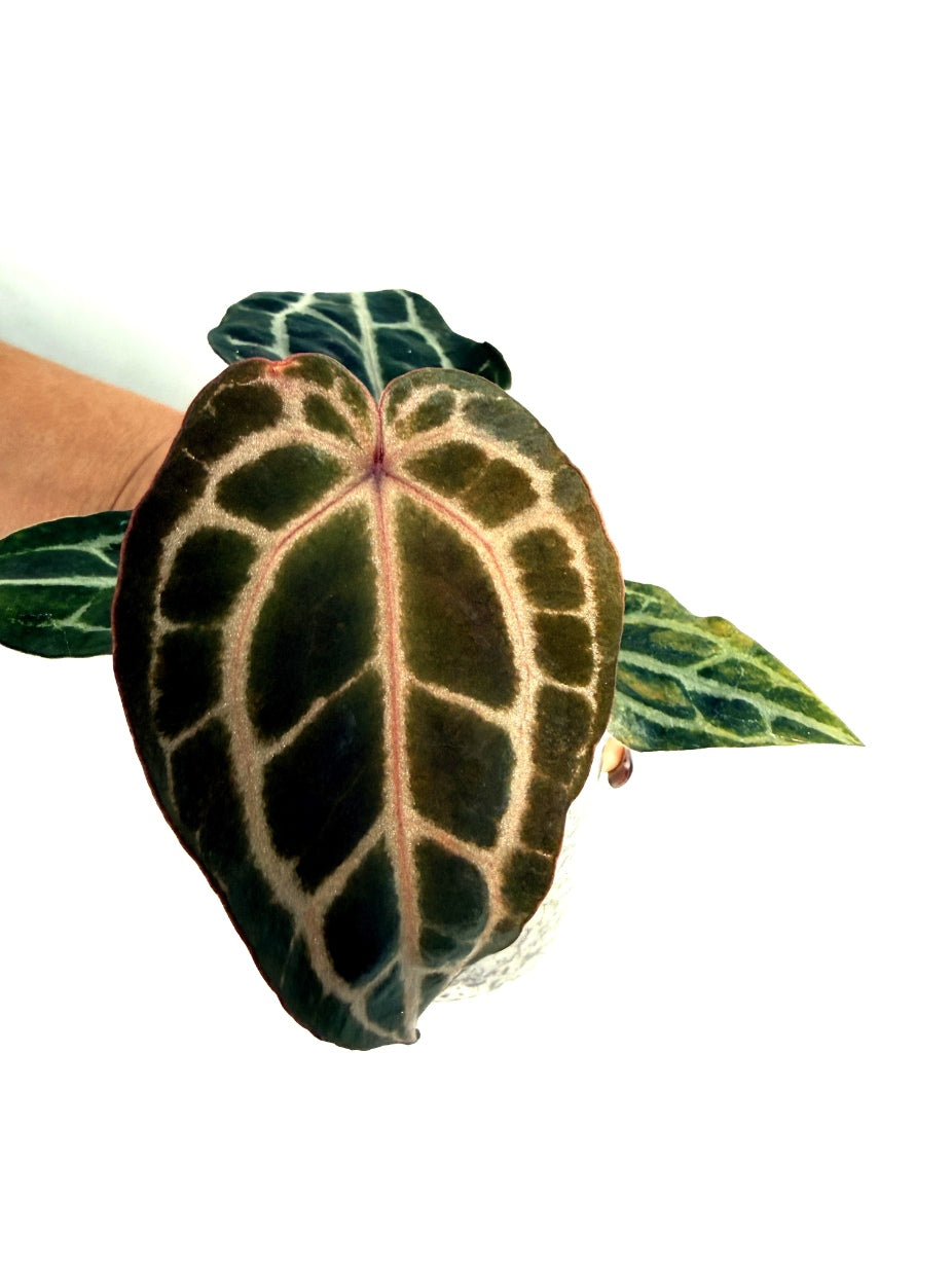 Anthurium_Red_Crystallinum