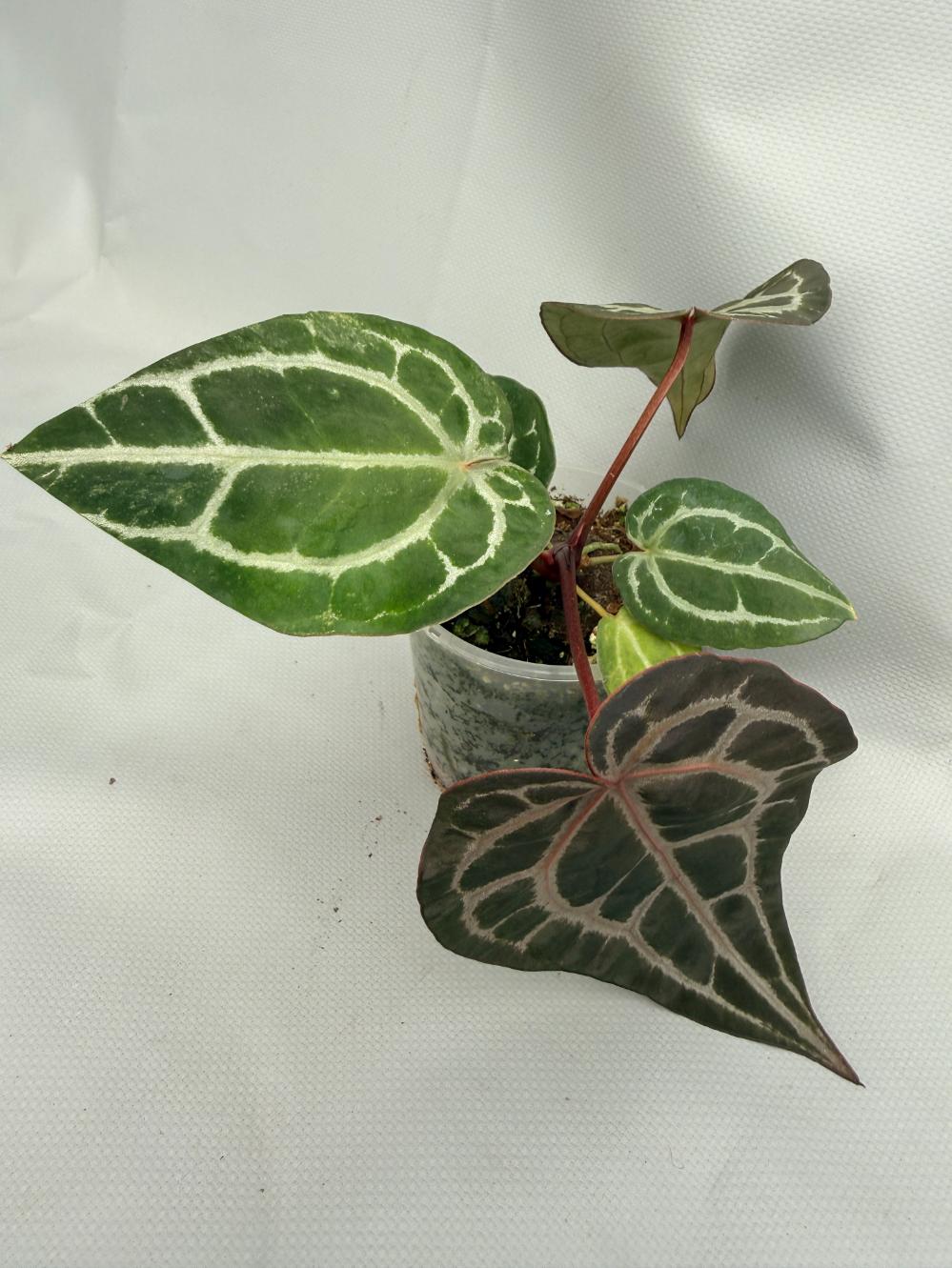 Anthurium Red Crystallinum 02