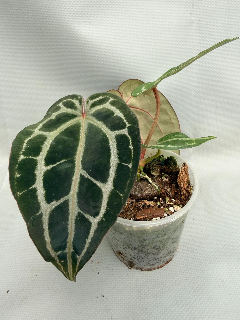Anthurium Red Crystallinum 03