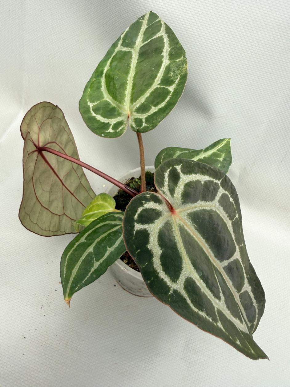 Anthurium Red Crystallinum 01