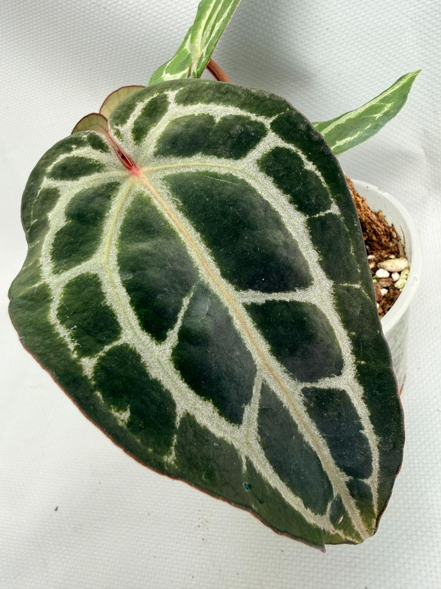Anthurium Red Crystallinum 04