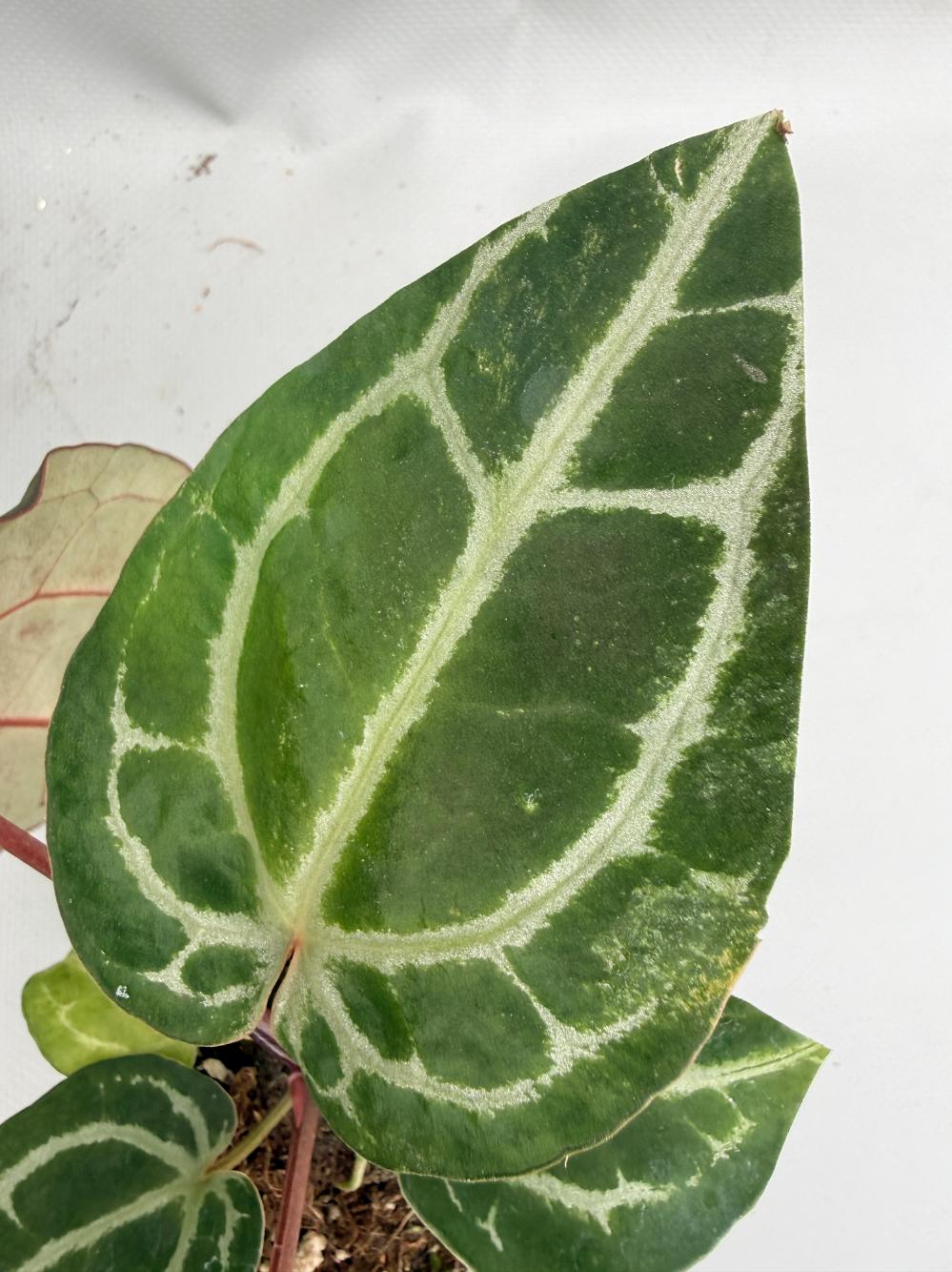 vAnthurium Red Crystallinum 05