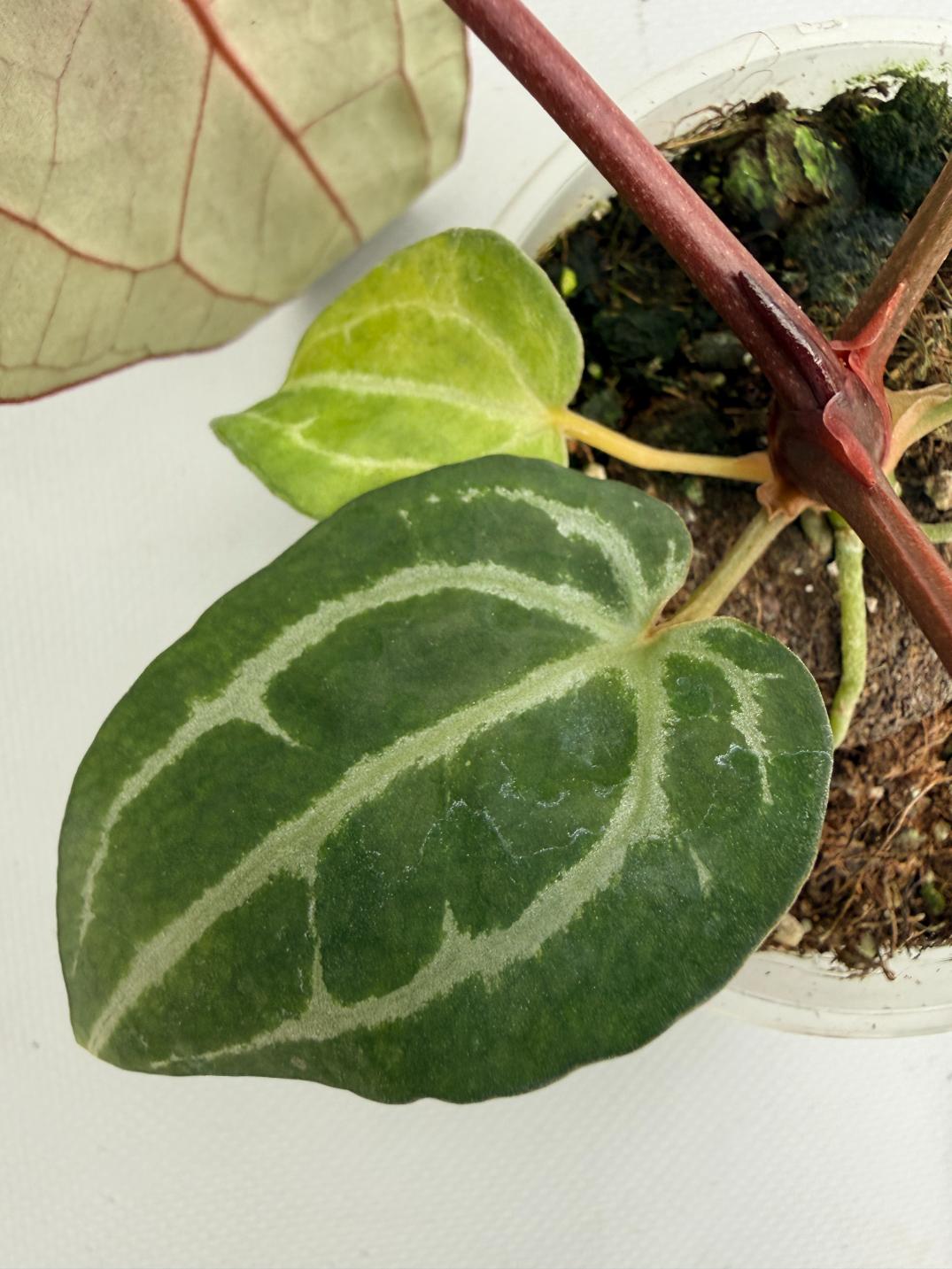 Anthurium Red Crystallinum 06