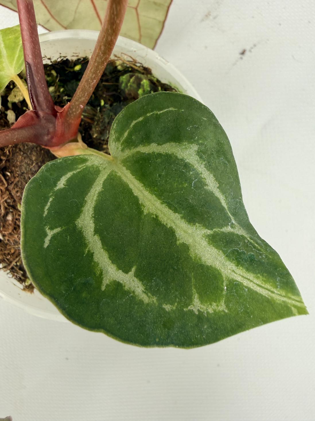 Anthurium Red Crystallinum 07