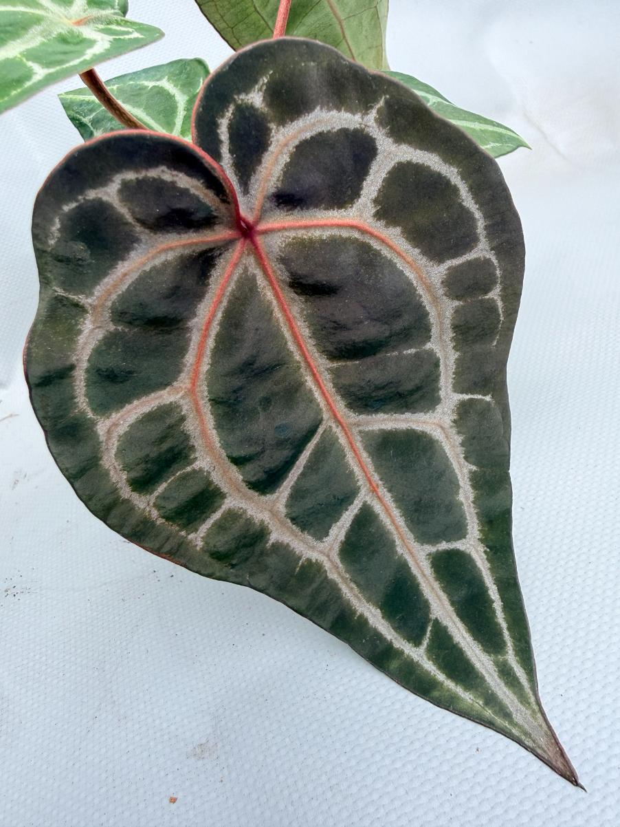 Anthurium Red Crystallinum 08