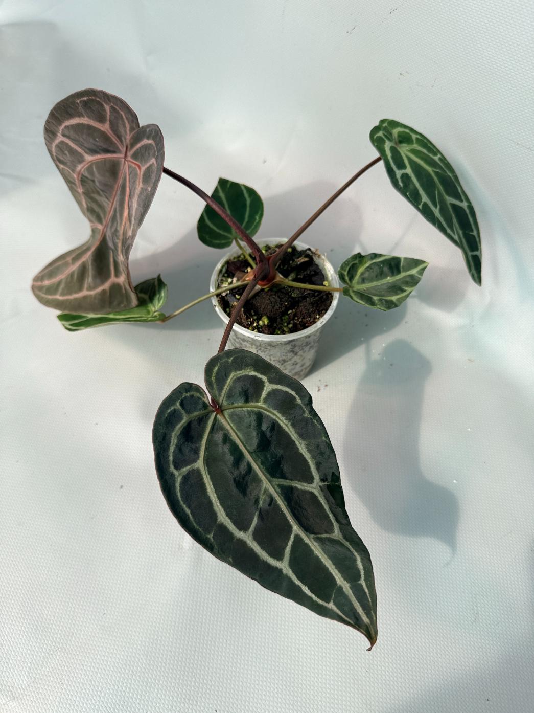 Anthurium Red Crystallinum  01