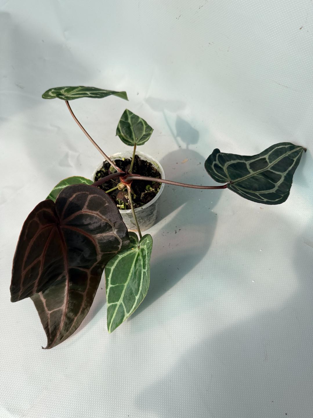 Anthurium Red Crystallinum  02