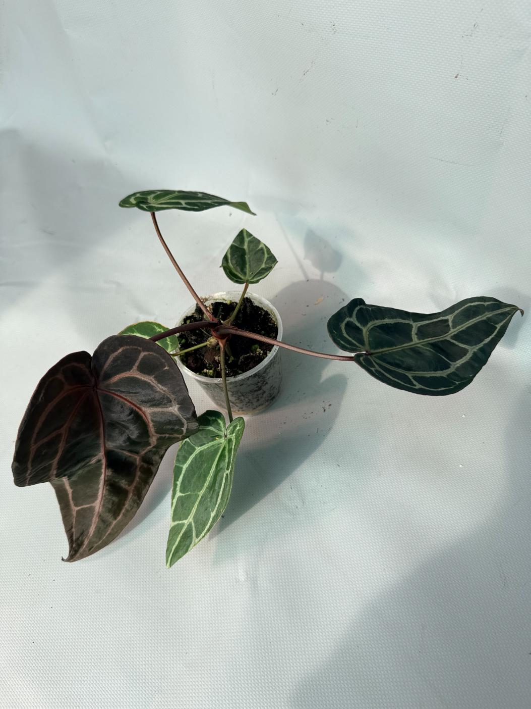 Anthurium Red Crystallinum  03