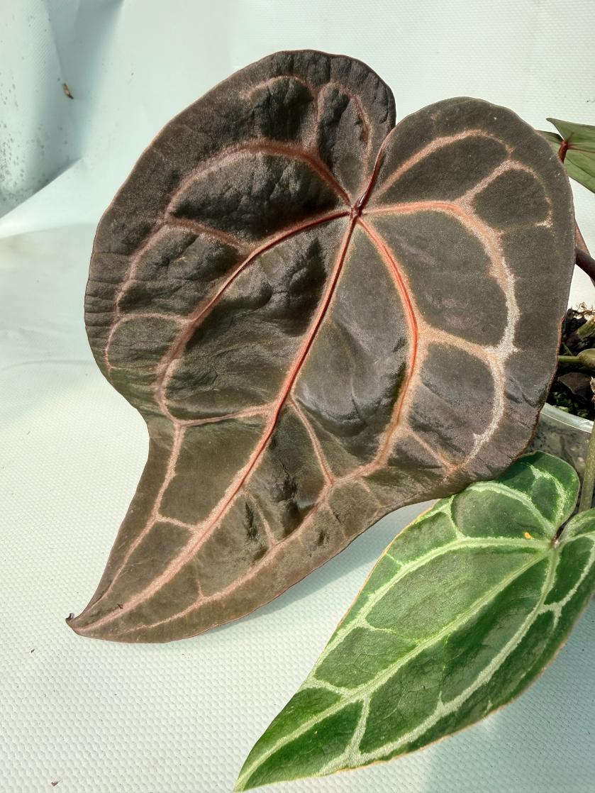 Anthurium Red Crystallinum  04