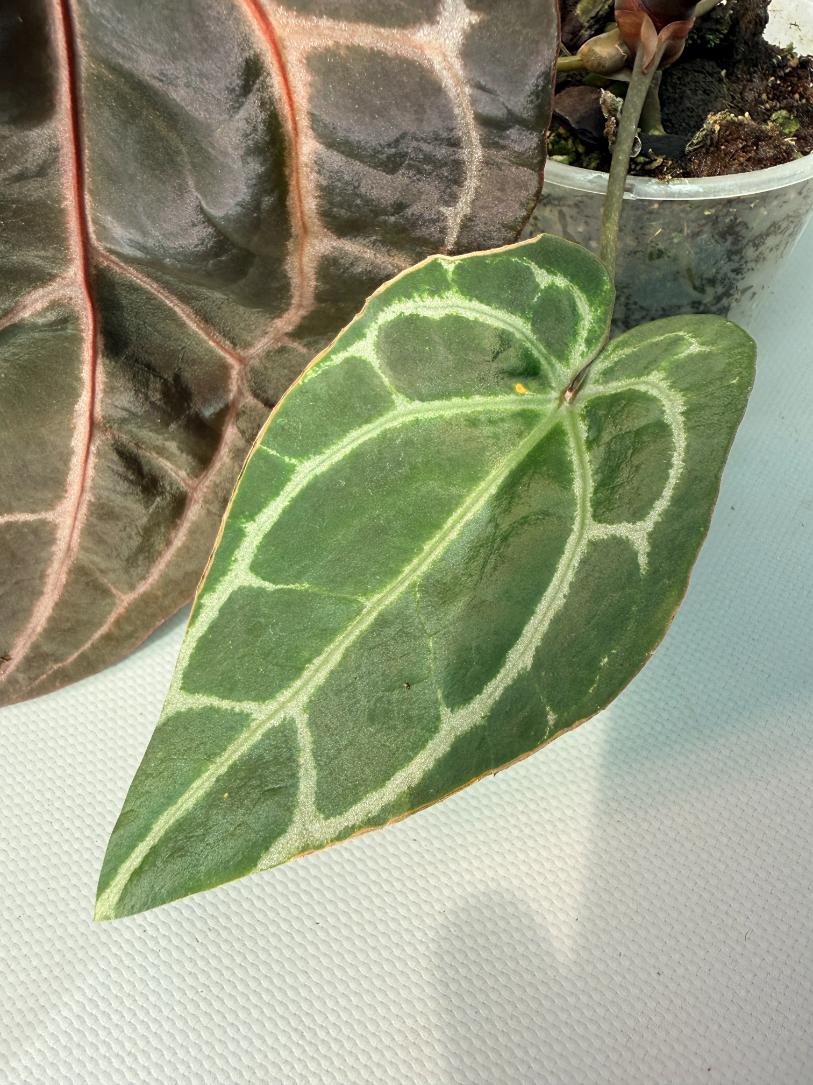 Anthurium Red Crystallinum  05