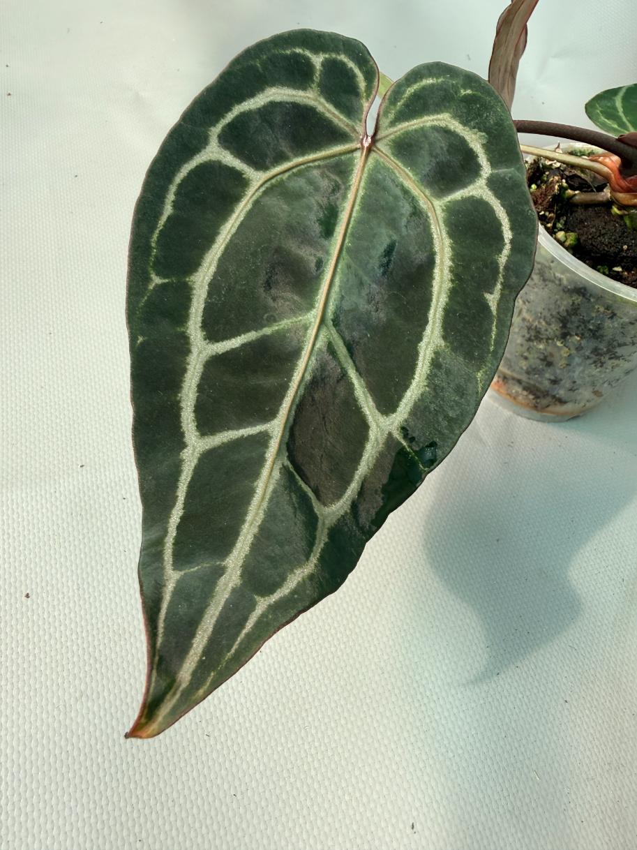 Anthurium Red Crystallinum  06