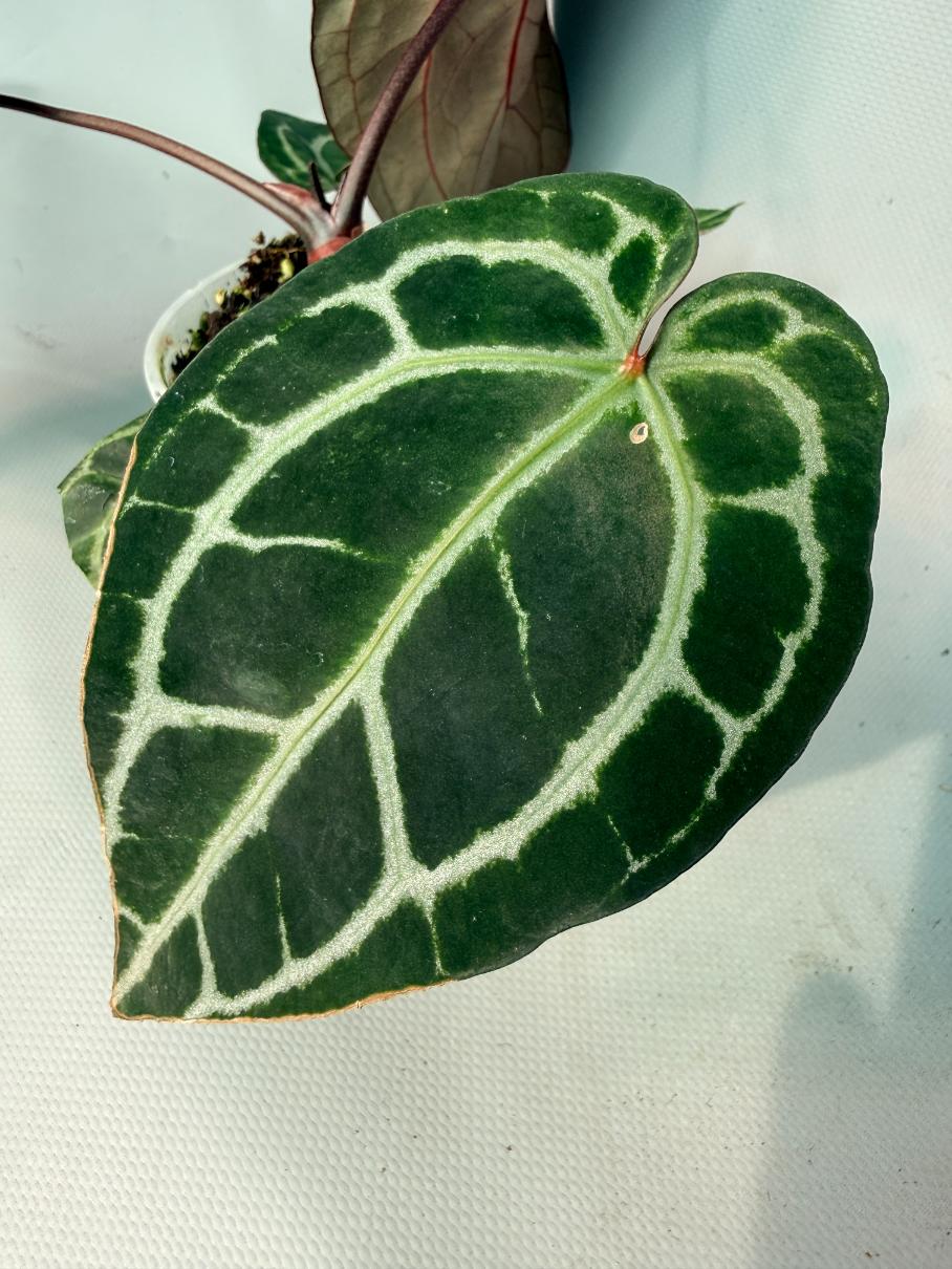 Anthurium Red Crystallinum  07