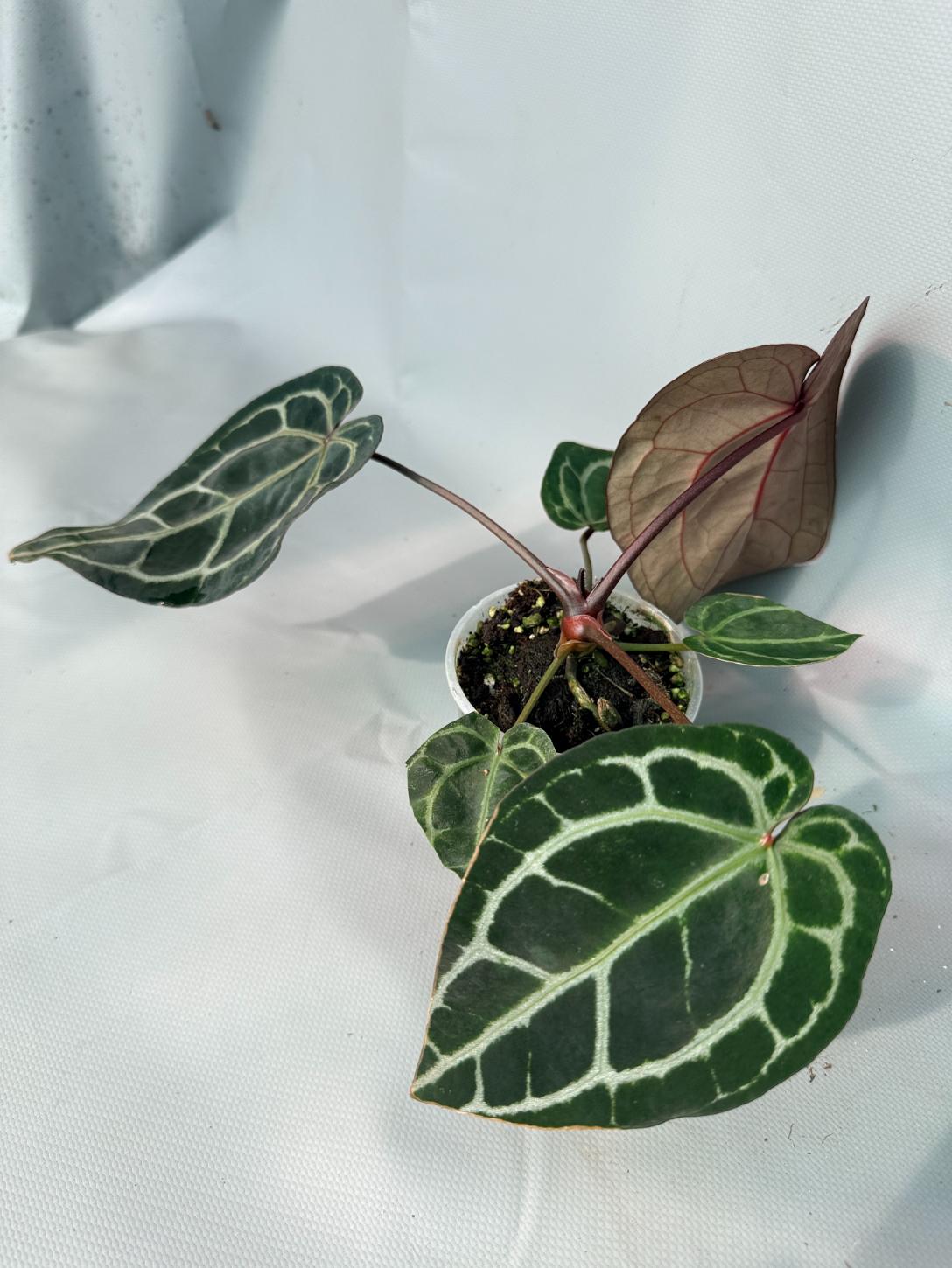 Anthurium Red Crystallinum  08
