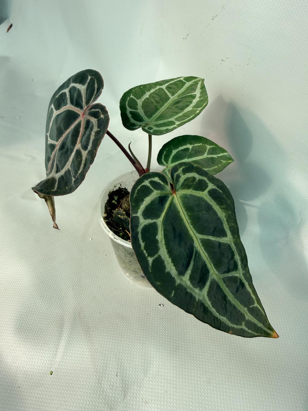 Anthurium Red Crystallinum 01