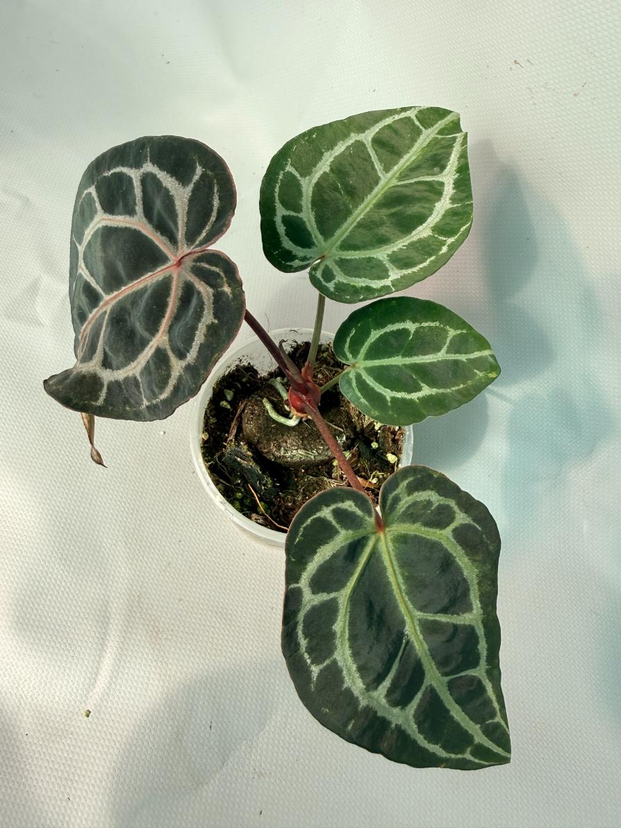 Anthurium Red Crystallinum 02