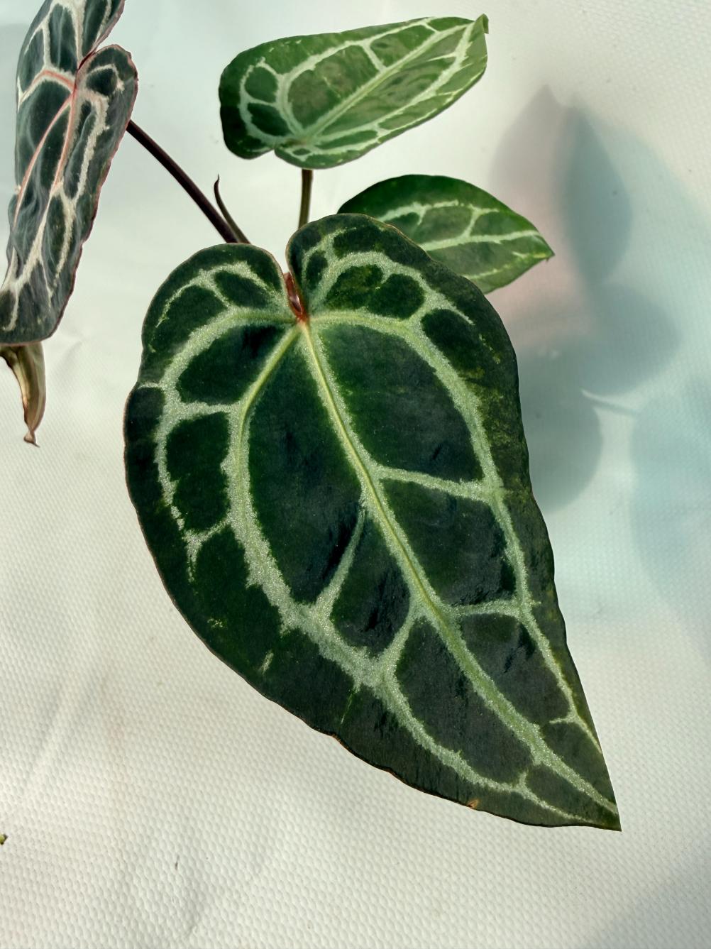 Anthurium Red Crystallinum 03