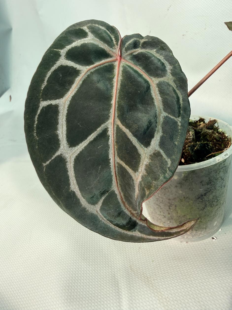 Anthurium Red Crystallinum 04