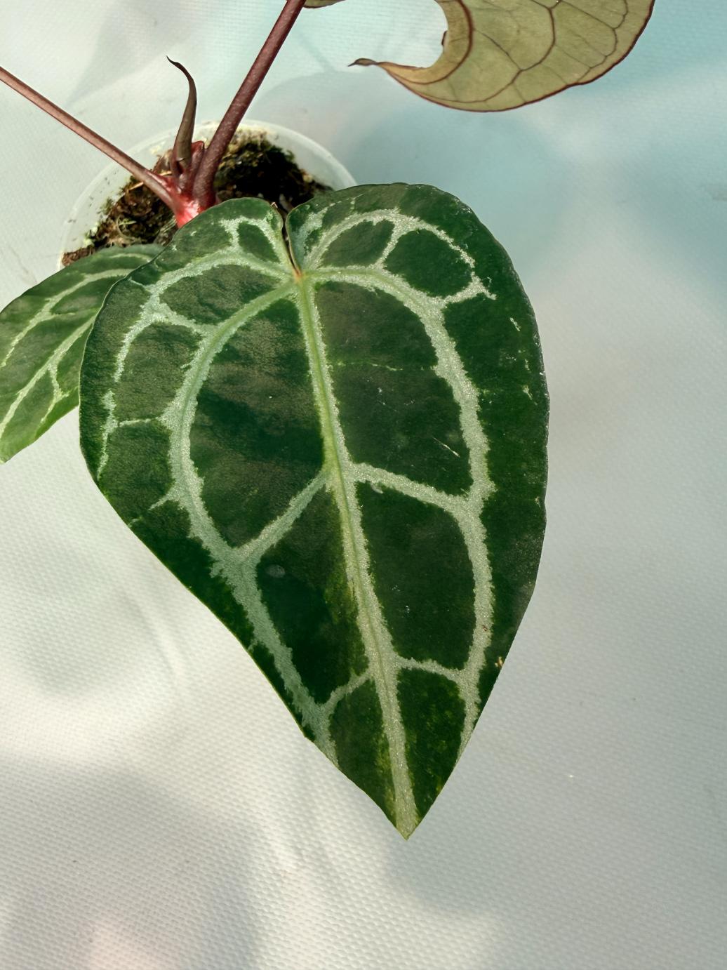 Anthurium Red Crystallinum 05
