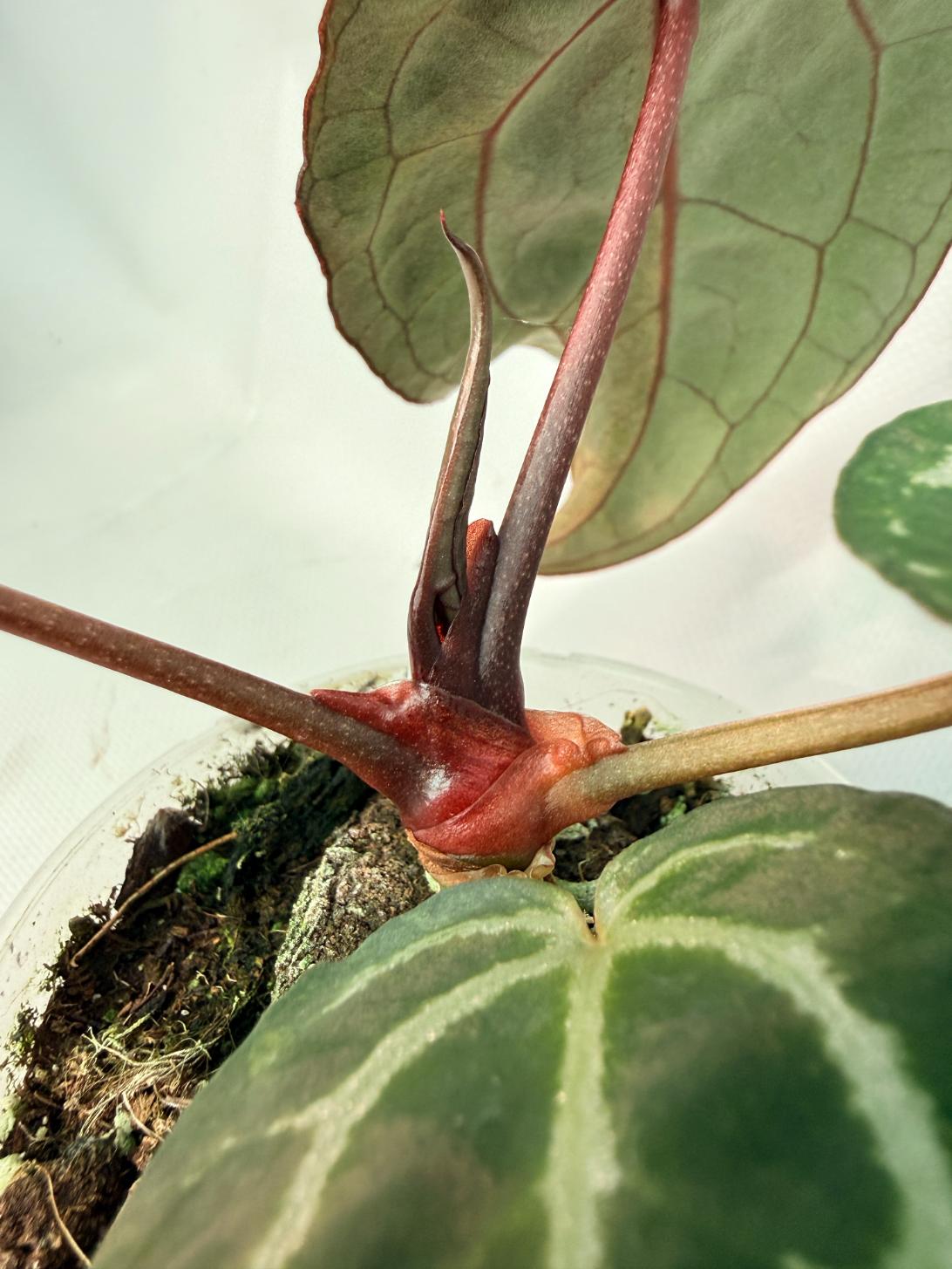 Anthurium Red Crystallinum 06
