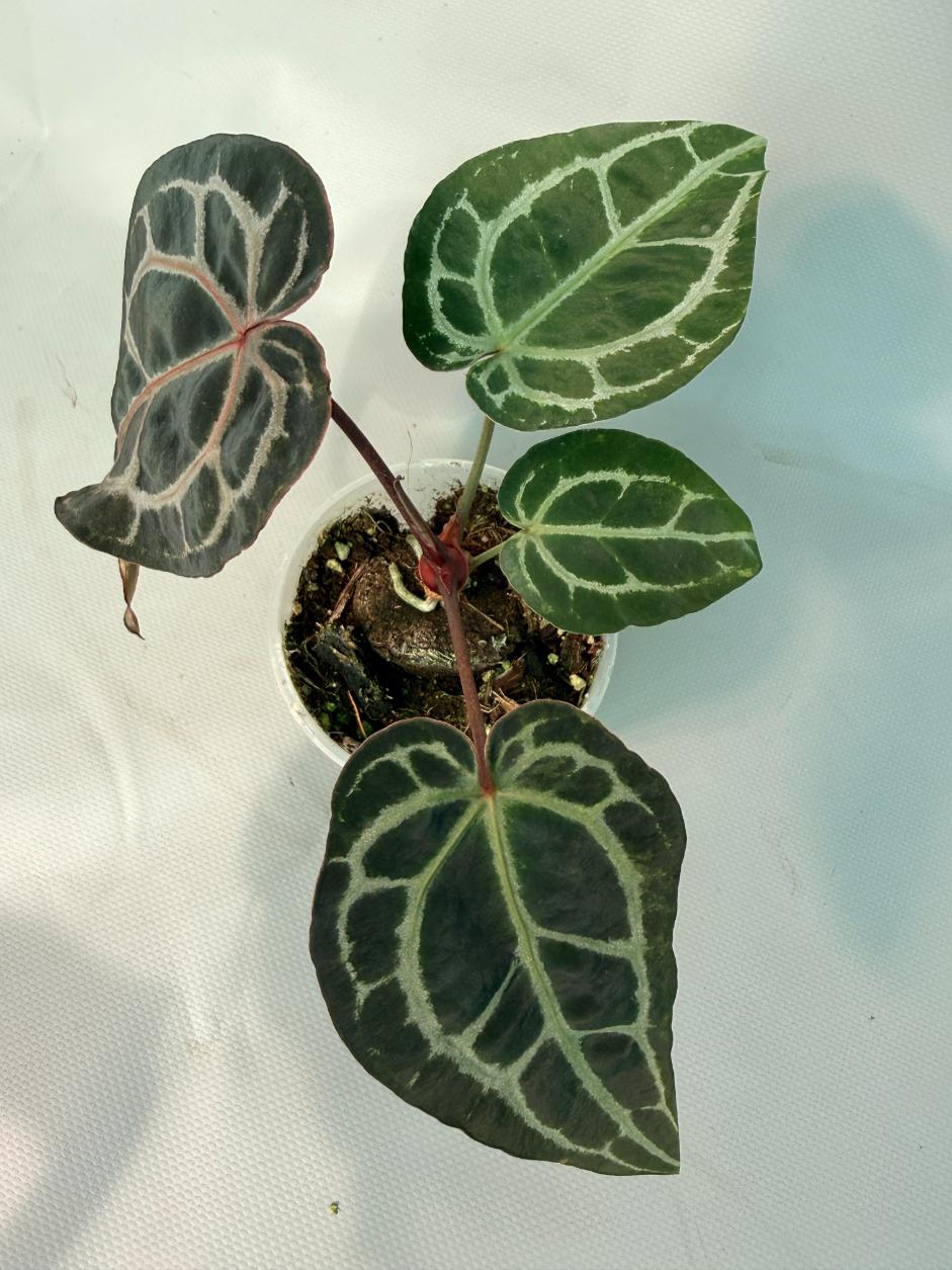 Anthurium Red Crystallinum 07