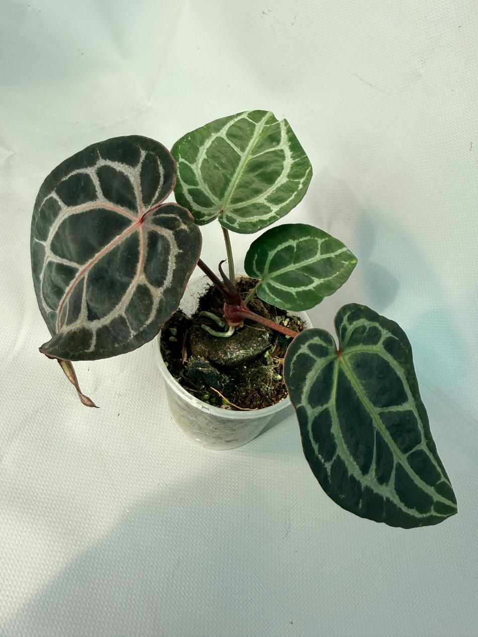Anthurium Red Crystallinum 08