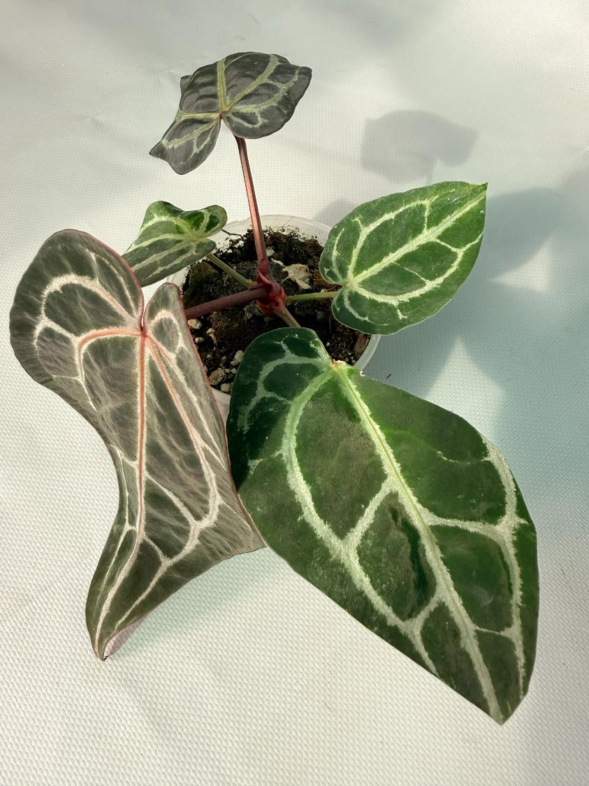 Anthurium Red Crystallinum 09