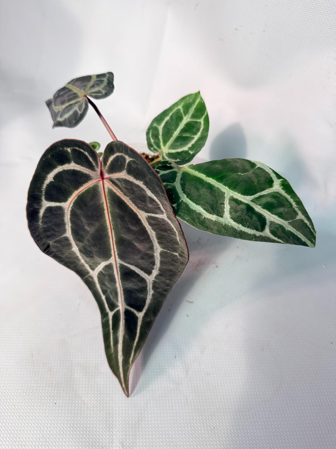 Anthurium Red Crystallinum 01