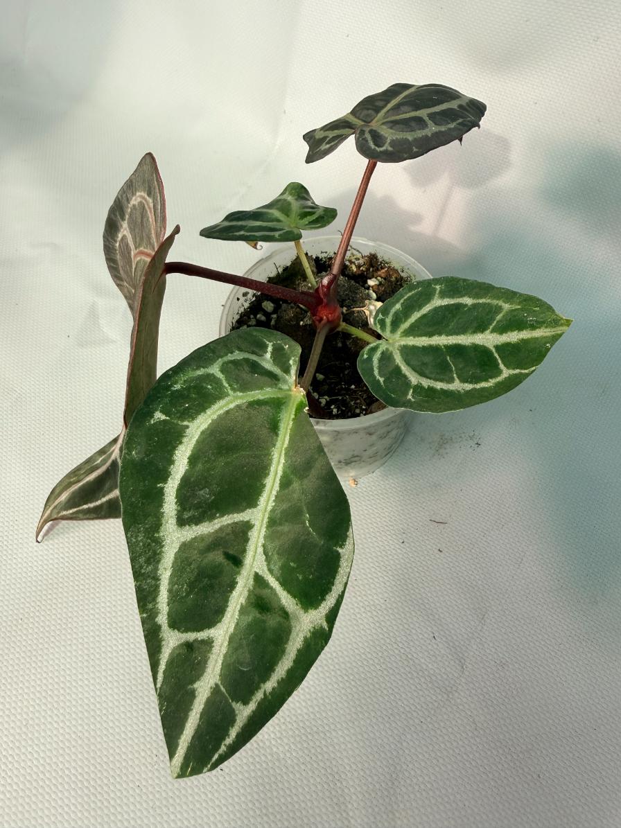 Anthurium Red Crystallinum 02