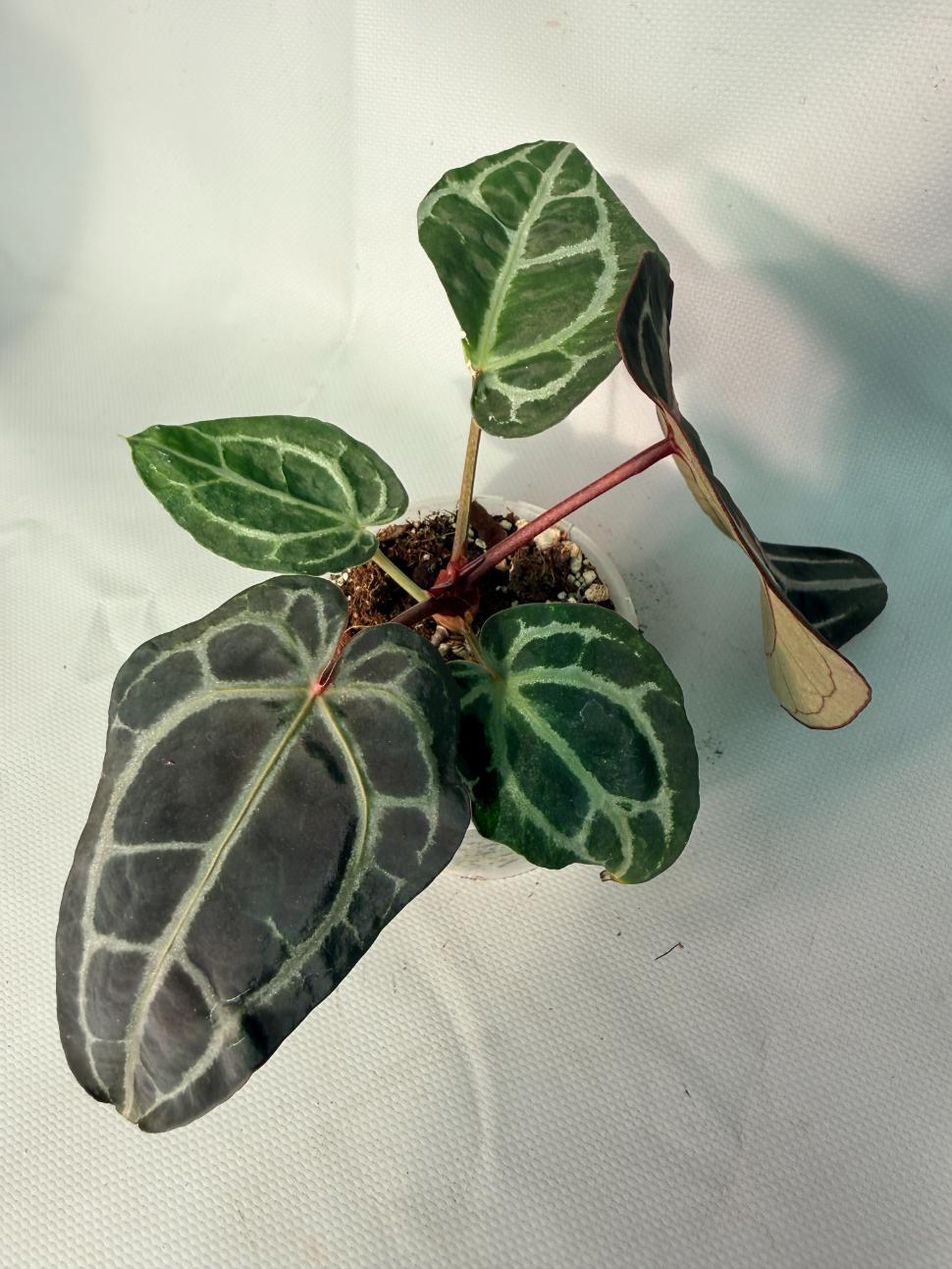 Anthurium Red Crystallinum 03