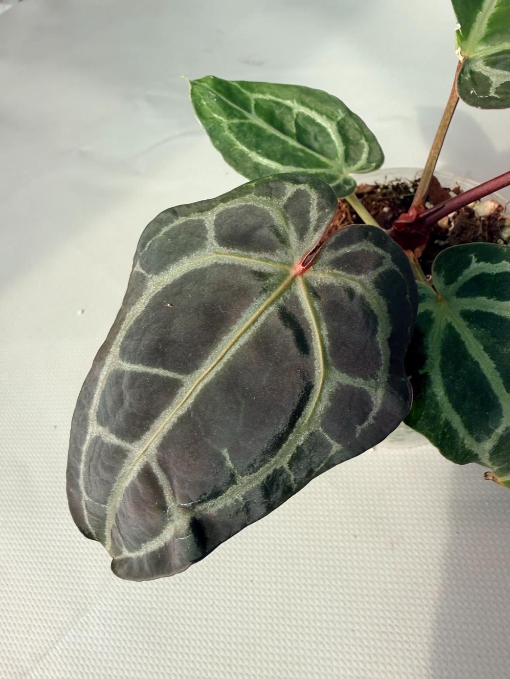 Anthurium Red Crystallinum 04