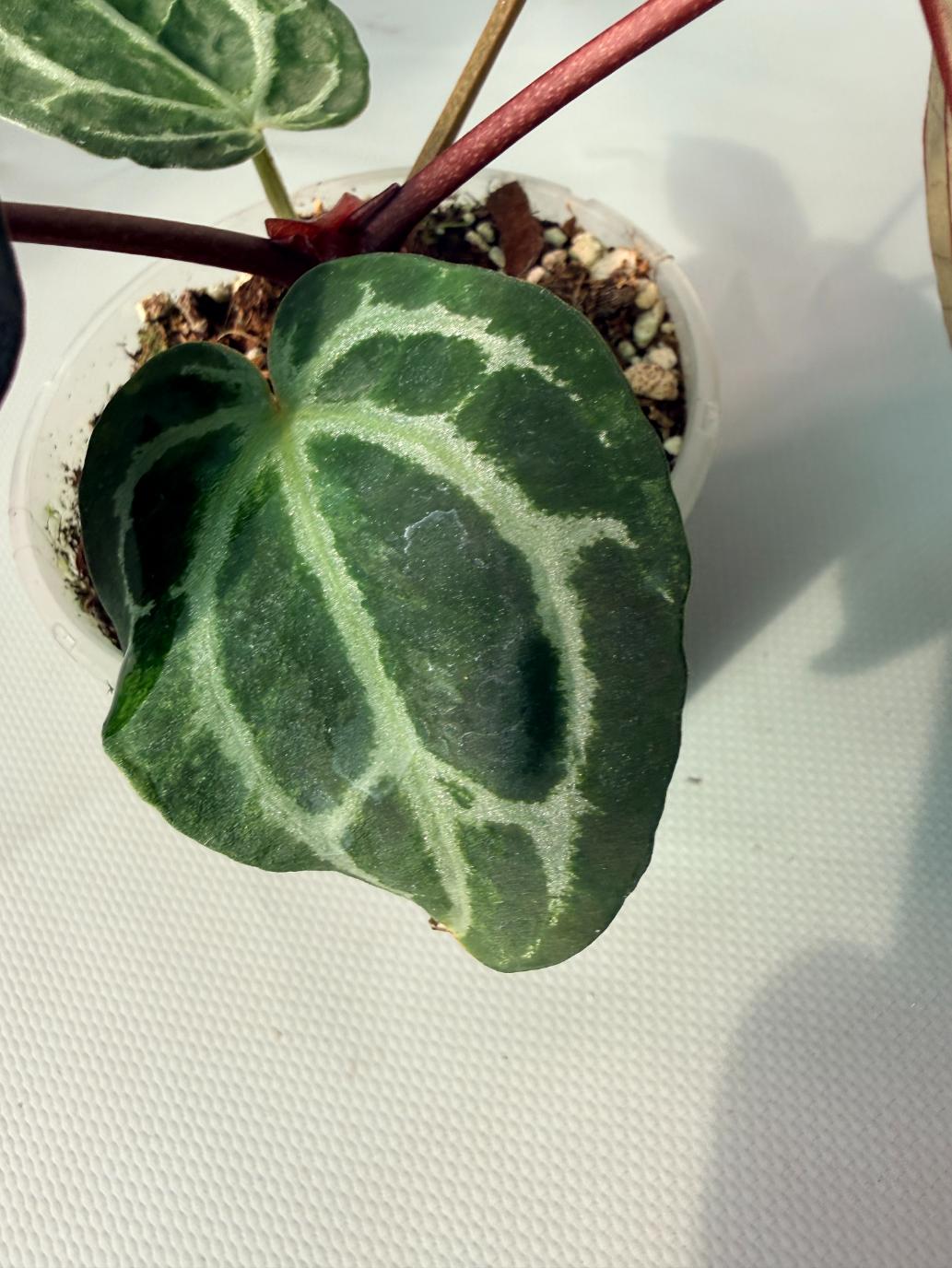 Anthurium Red Crystallinum 05