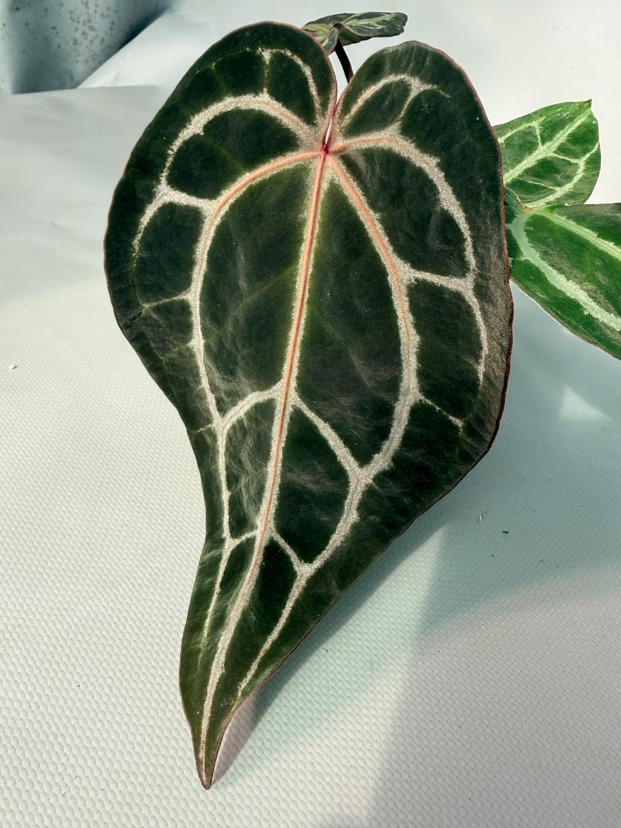 Anthurium Red Crystallinum 06