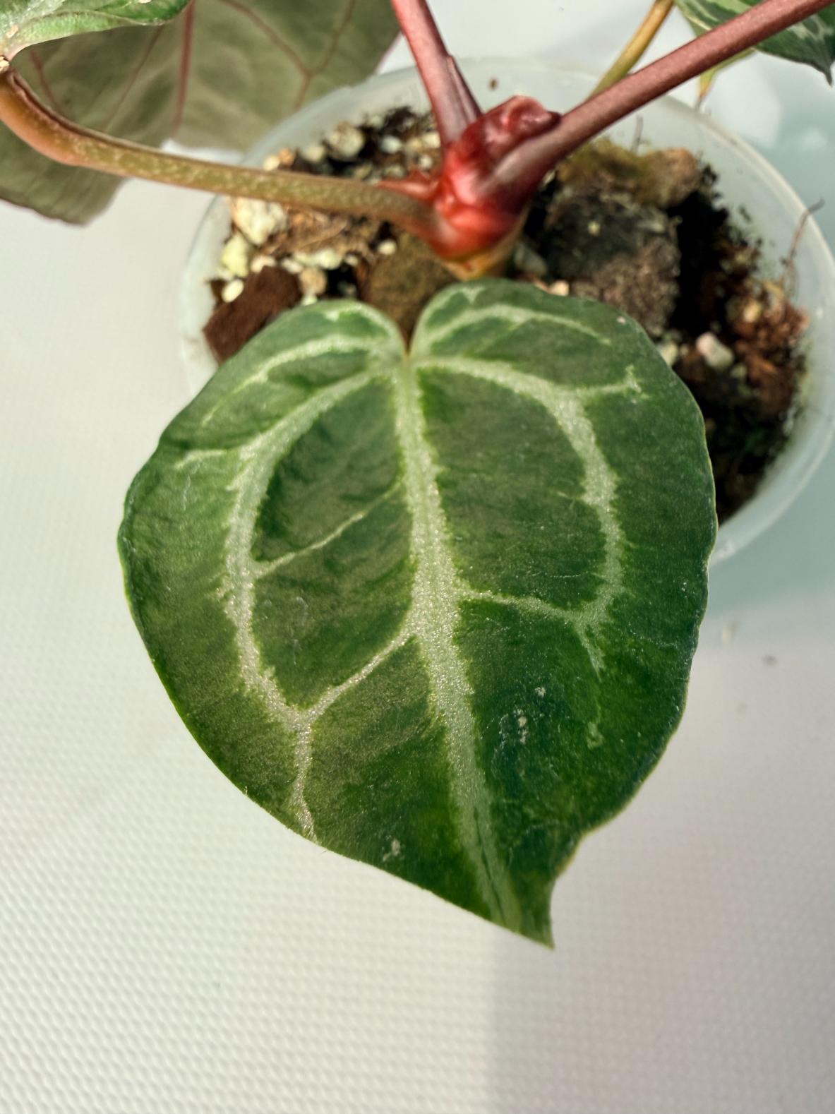 Anthurium Red Crystallinum 07