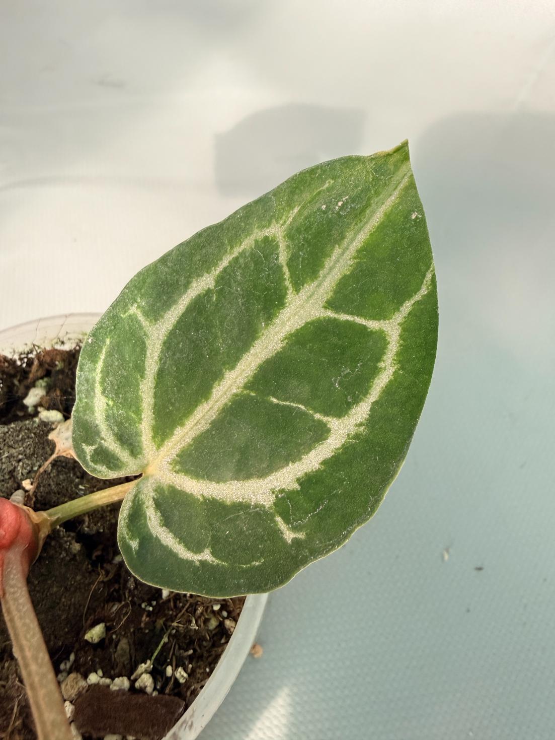 Anthurium Red Crystallinum 08